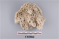 藏品(珊瑚化石)的圖片